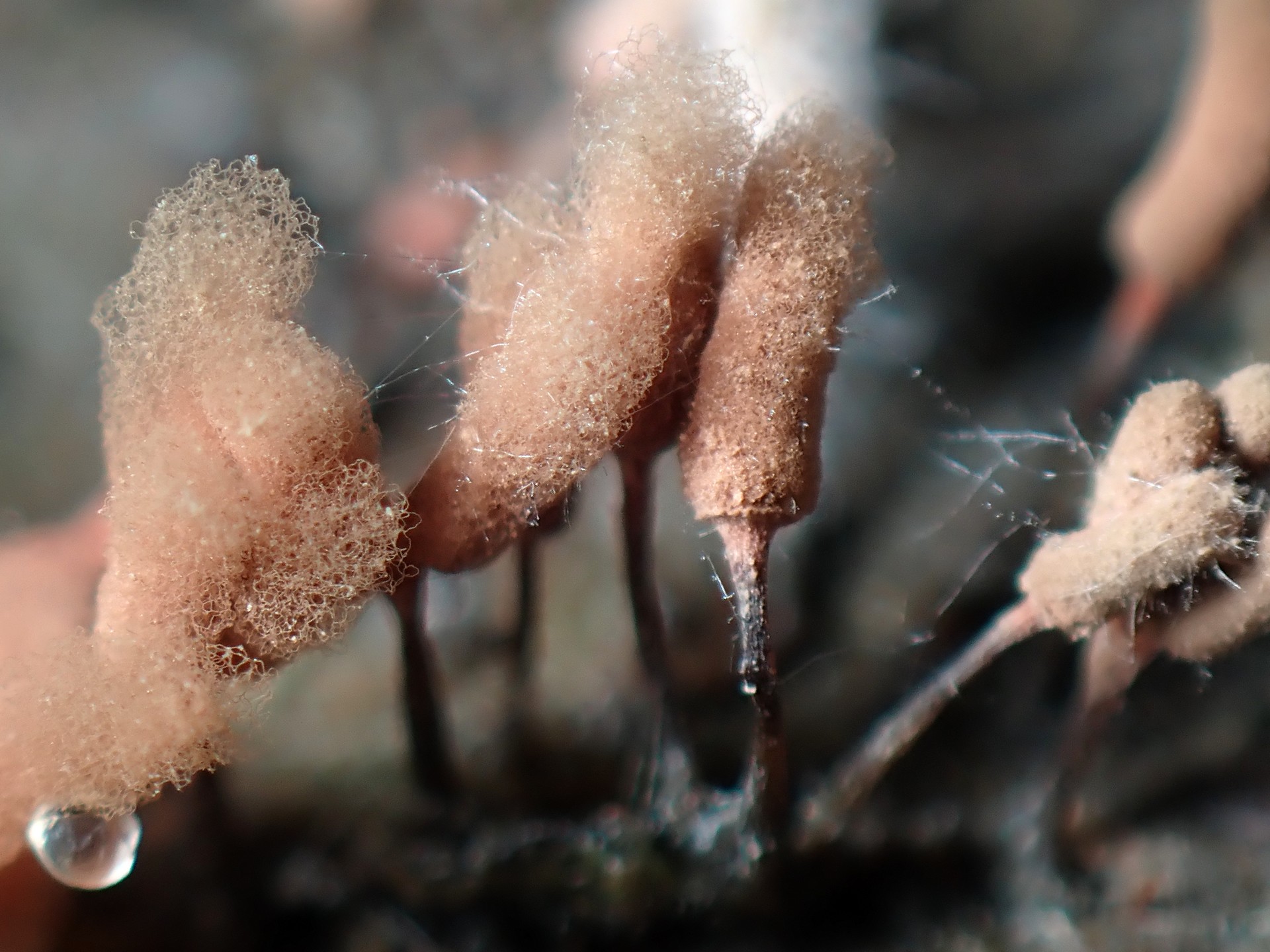 ウツボホコリ の高画質写真です。横浜市で、2024年9月28日に撮影したものです。