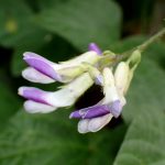 ヤブマメ の高画質写真です。横浜市で、2024年9月28日に撮影したものです。