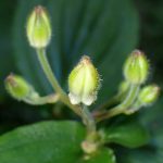 ヤマホトトギス の高画質写真です。横浜市で、2024年9月7日に撮影したものです。