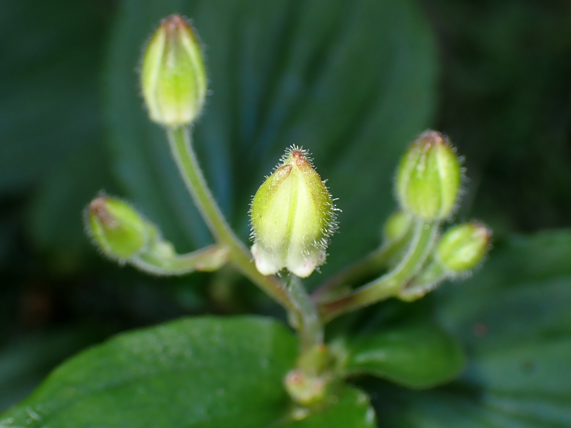 ヤマホトトギス の高画質写真です。横浜市で、2024年9月7日に撮影したものです。