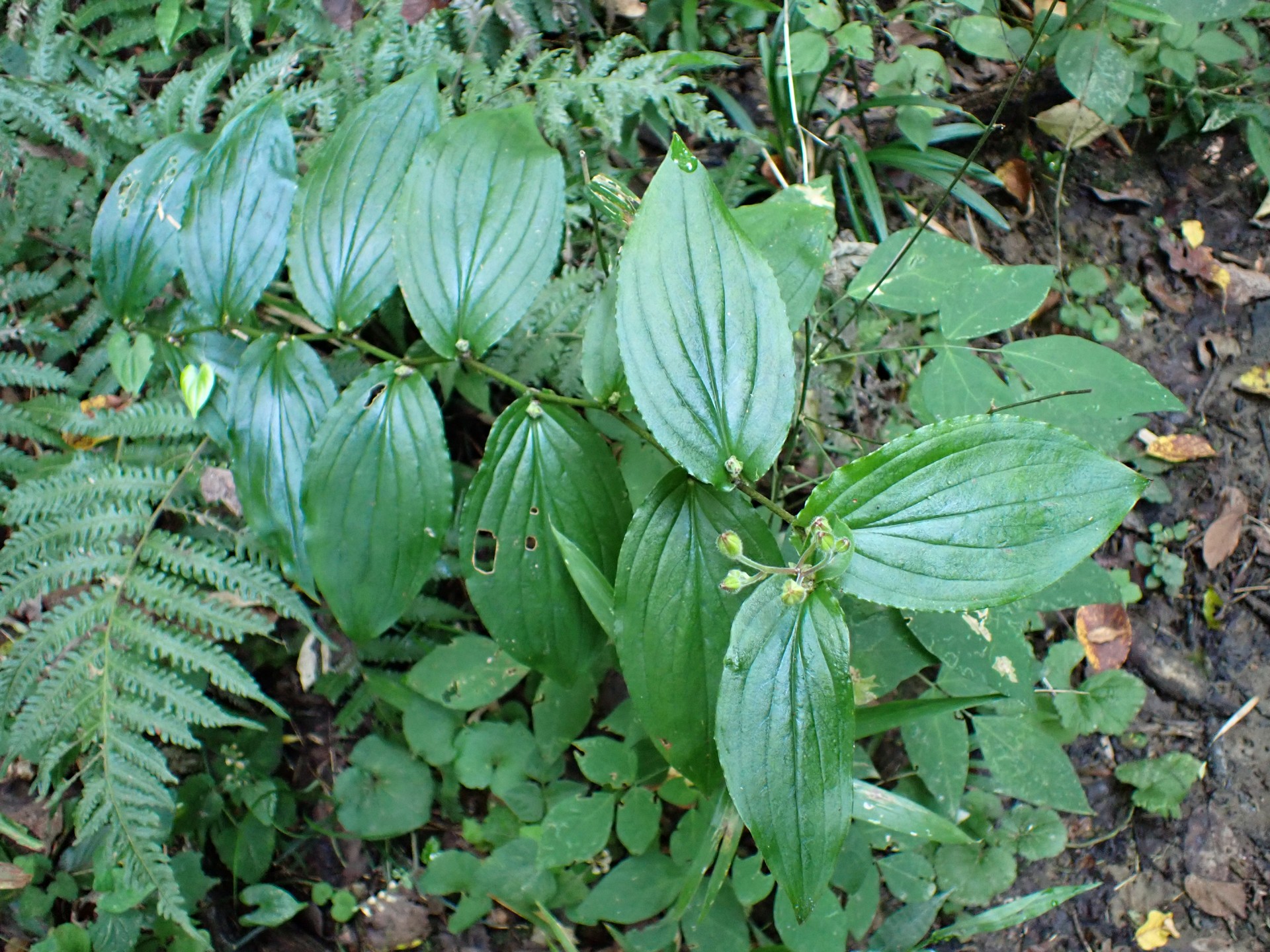 ヤマホトトギス の高画質写真です。横浜市で、2024年9月7日に撮影したものです。