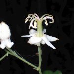 ヤマホトトギス の高画質写真です。横浜市で、2024年9月11日に撮影したものです。