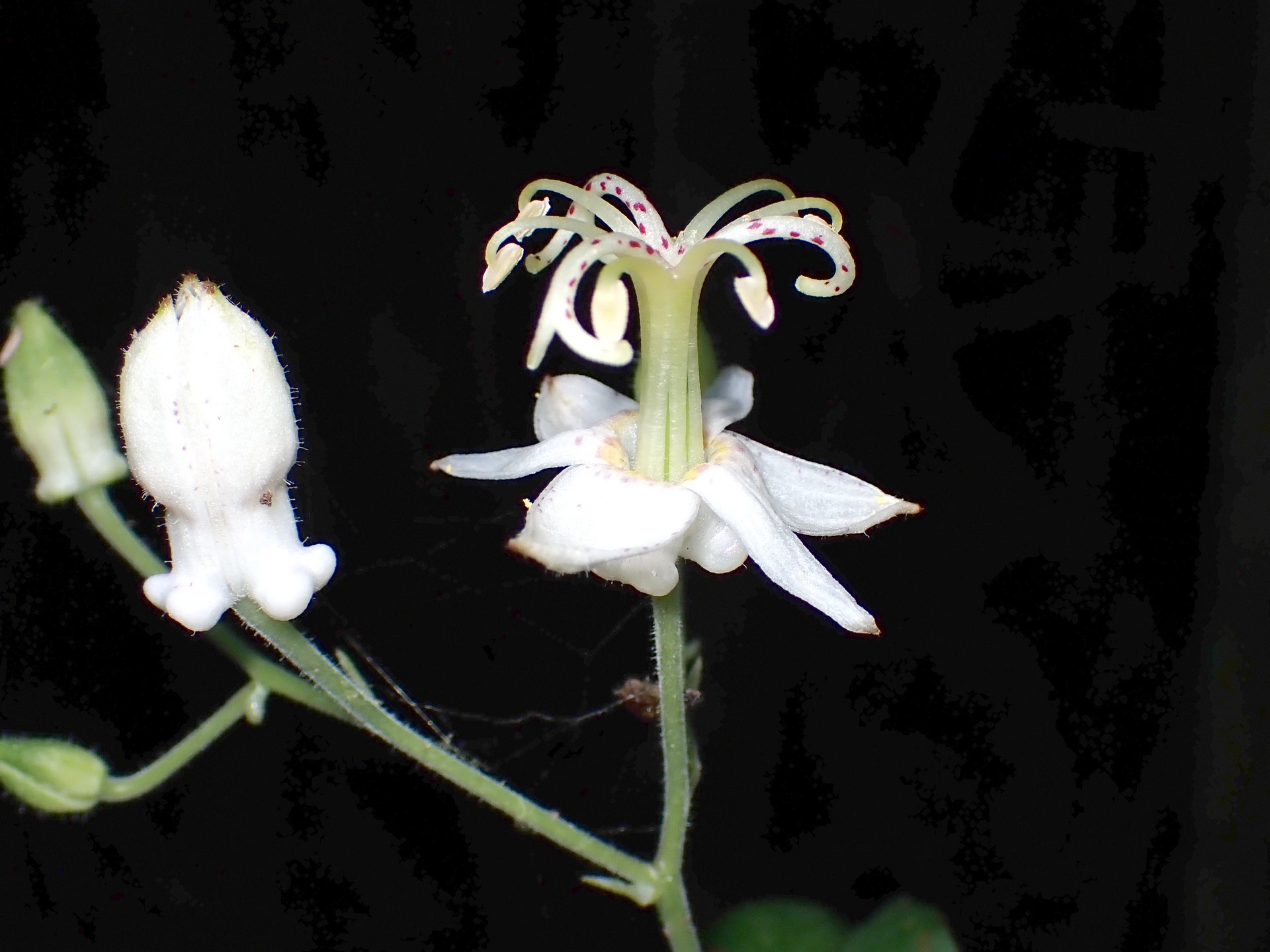 ヤマホトトギス の高画質写真です。横浜市で、2024年9月11日に撮影したものです。