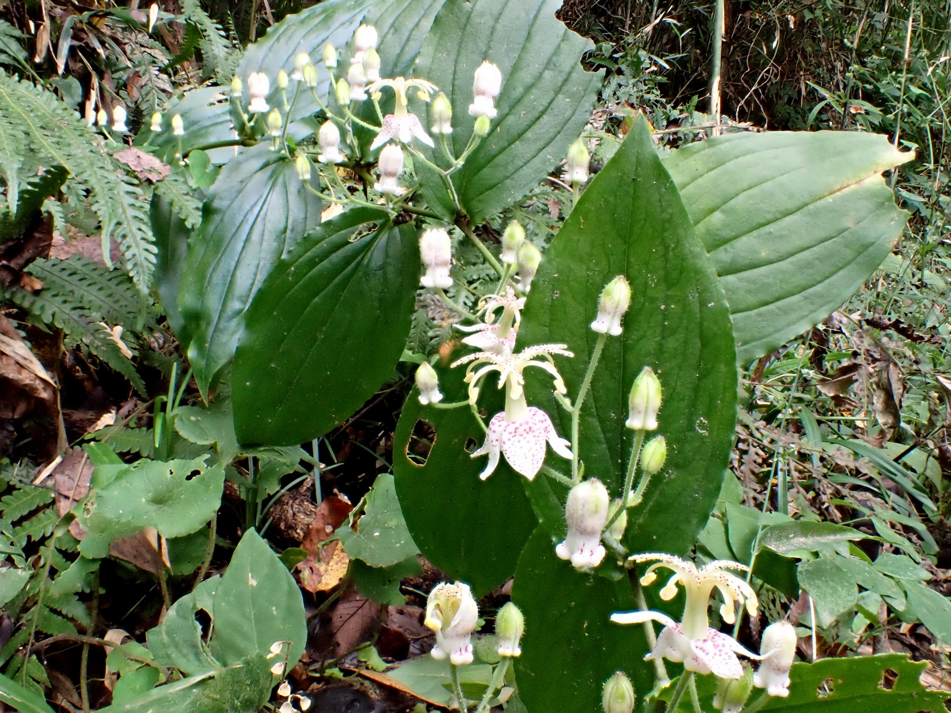 ヤマホトトギス の高画質写真です。横浜市で、2024年9月21日に撮影したものです。