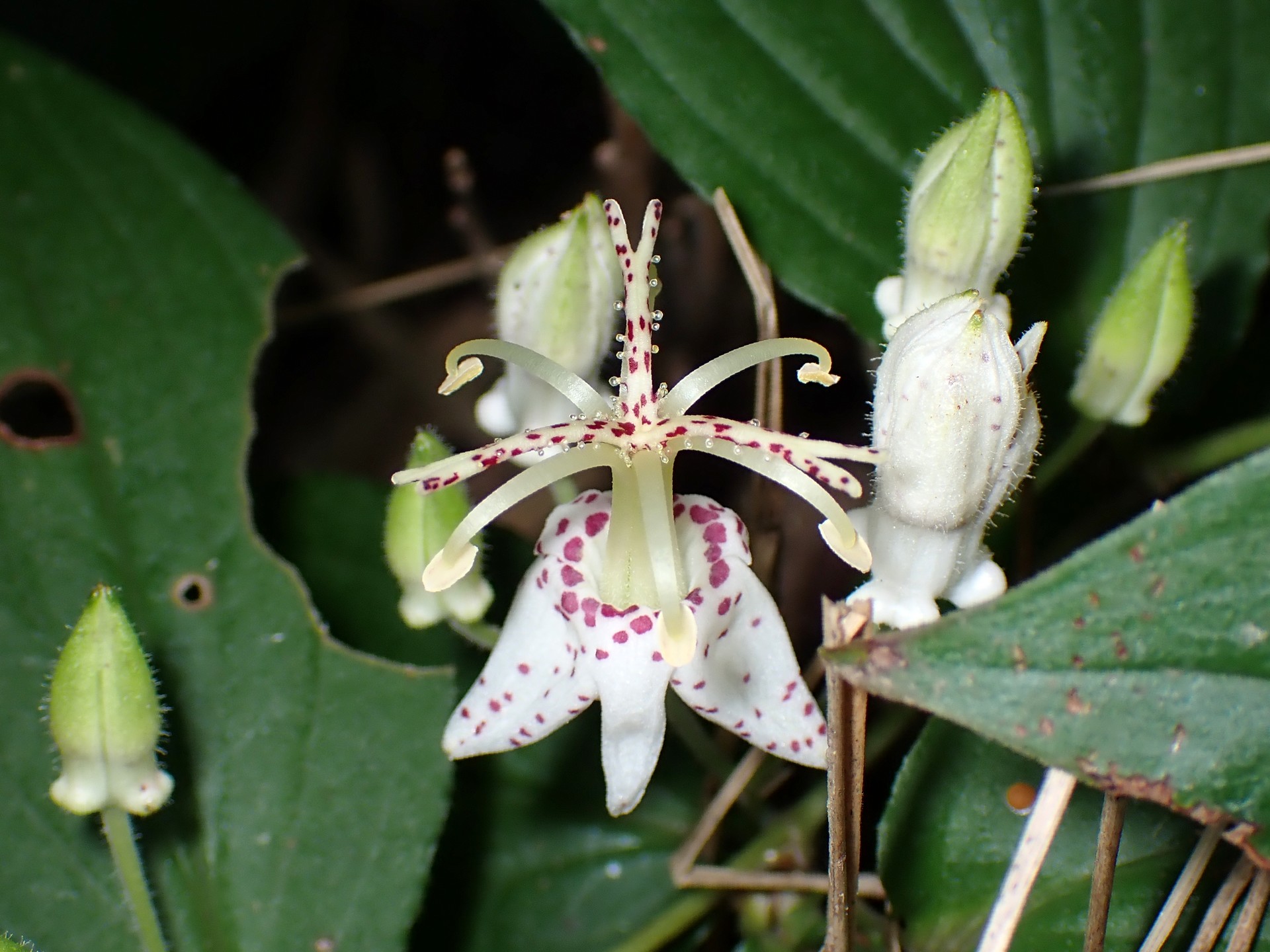 ヤマホトトギス の高画質写真です。横浜市で、2024年9月11日に撮影したものです。