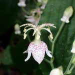 ヤマホトトギス の高画質写真です。横浜市で、2024年9月21日に撮影したものです。