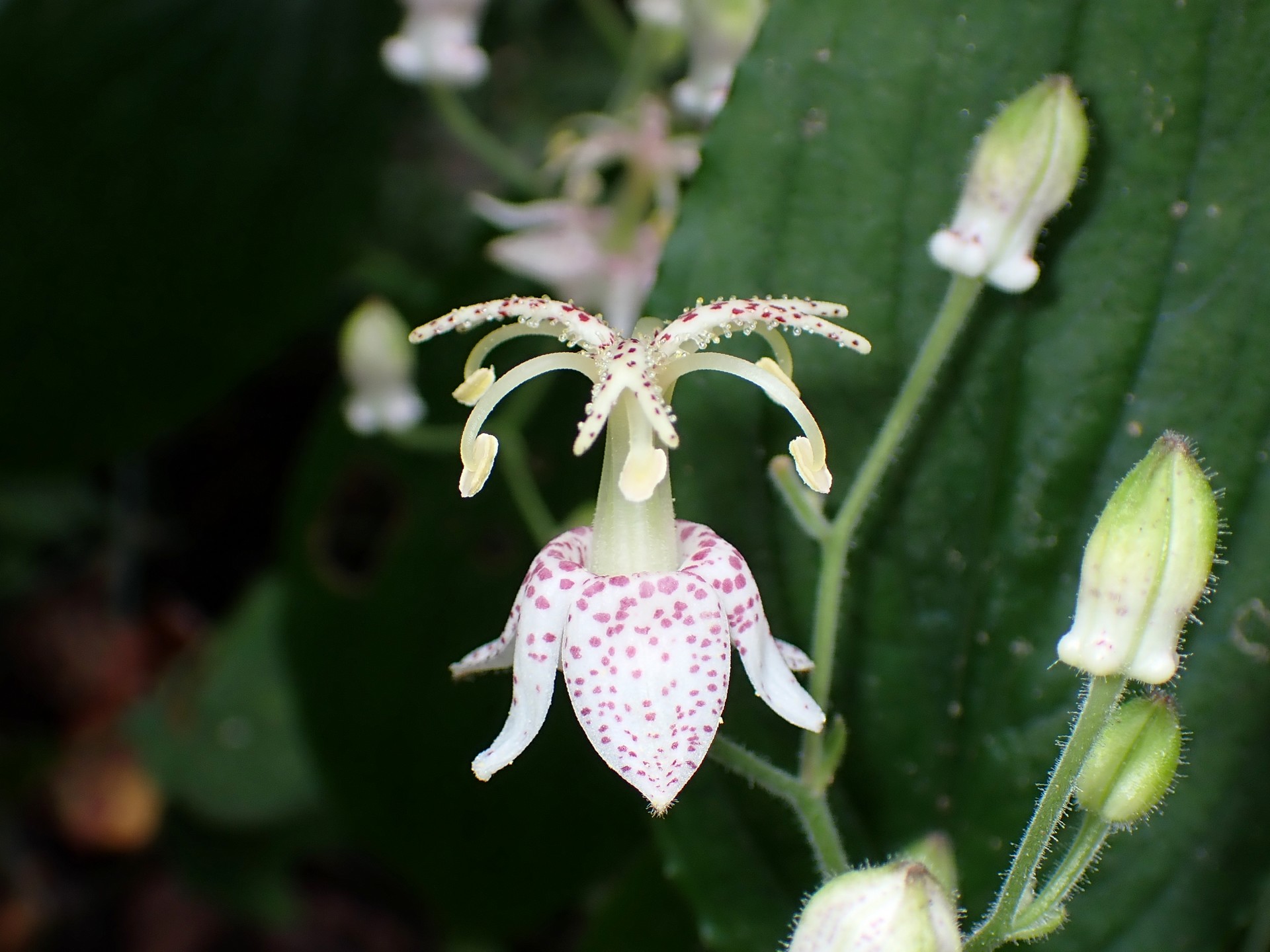 ヤマホトトギス の高画質写真です。横浜市で、2024年9月21日に撮影したものです。
