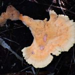 アイカワタケ の高画質写真です。横浜市で、2024年10月2日に撮影したものです。