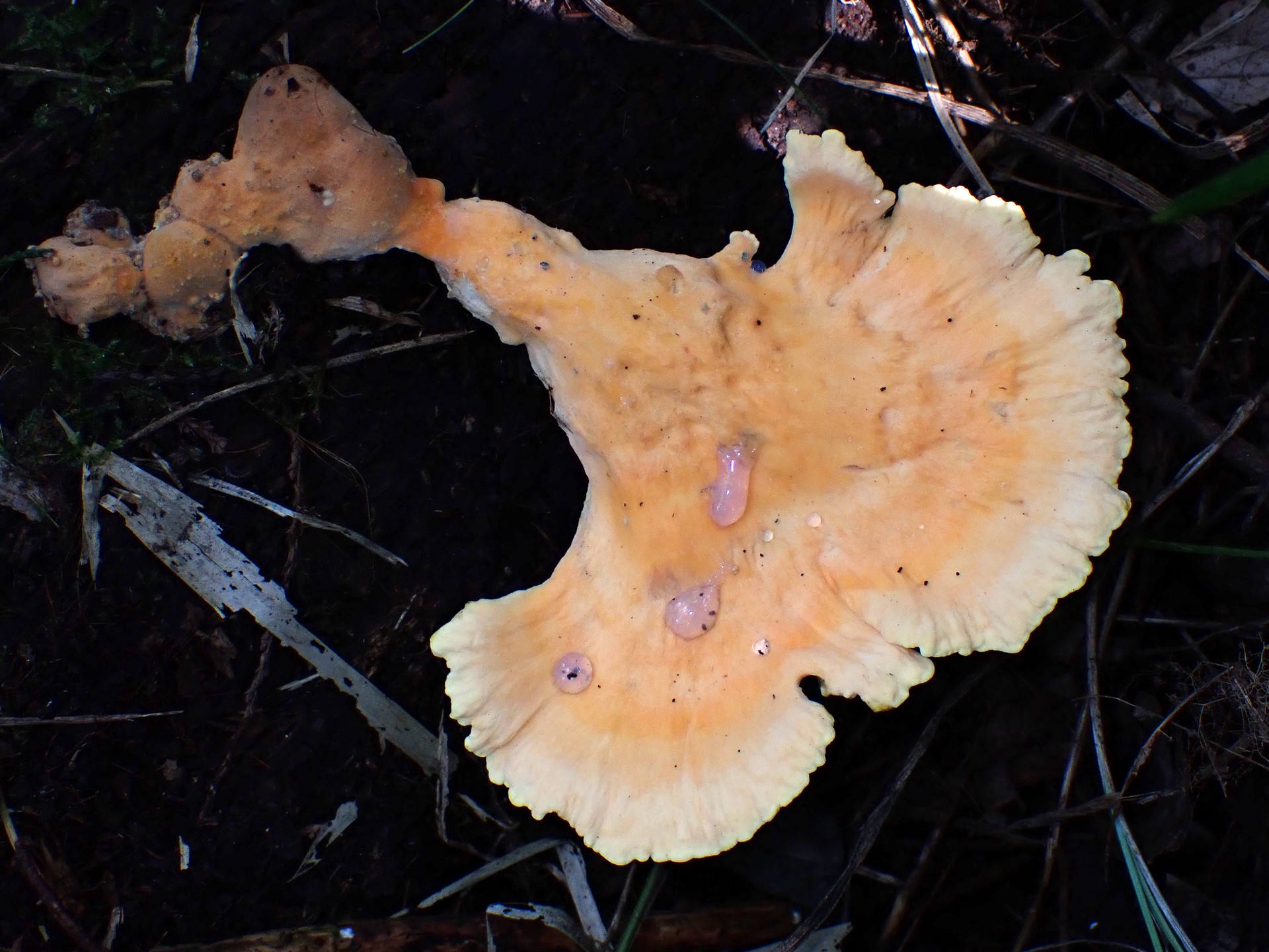 アイカワタケ の高画質写真です。横浜市で、2024年10月2日に撮影したものです。