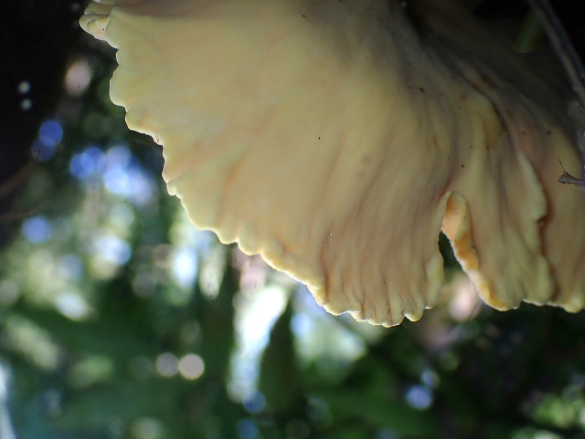 アイカワタケ の高画質写真です。横浜市で、2024年10月2日に撮影したものです。