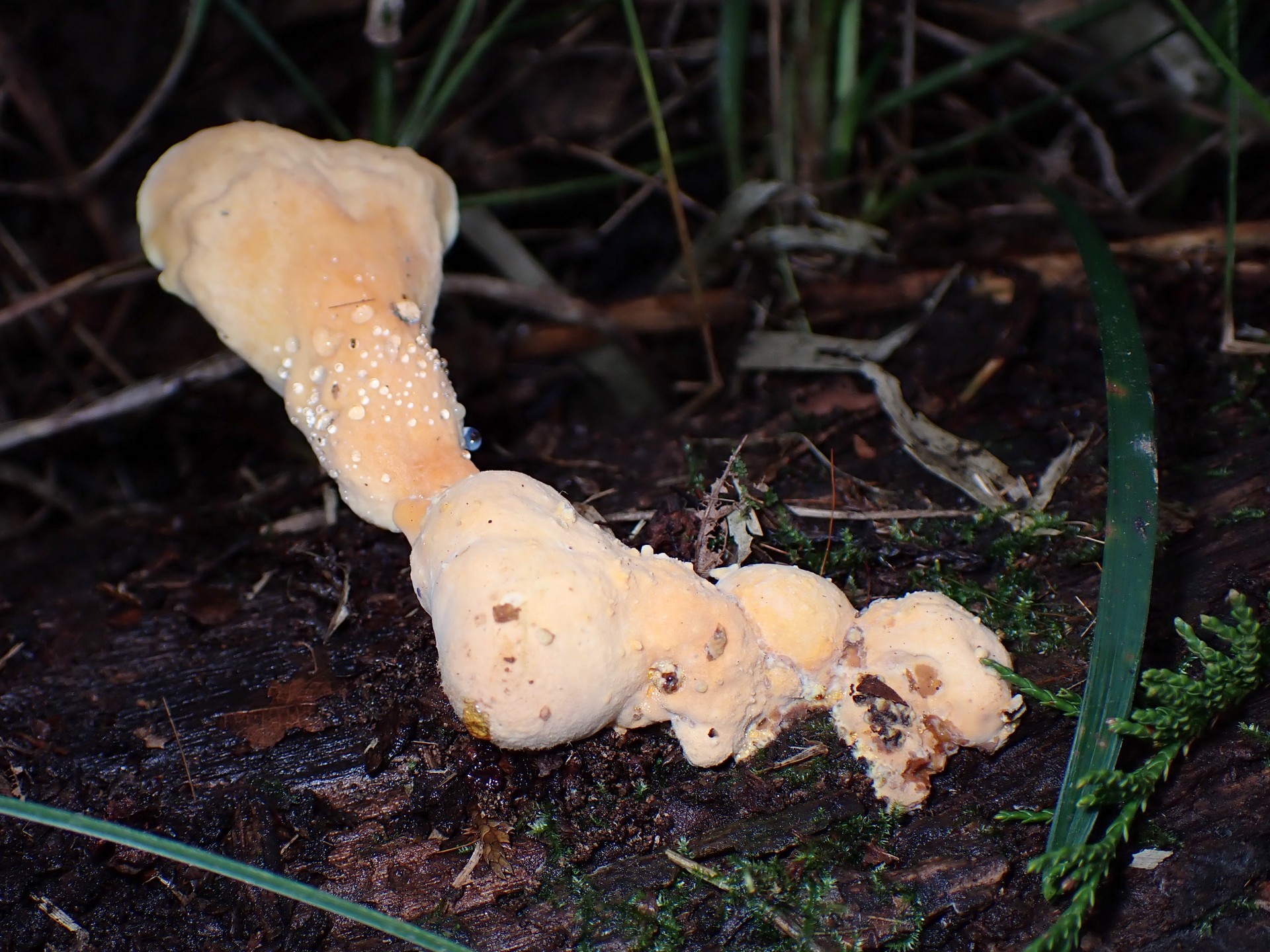 アイカワタケ の高画質写真です。横浜市で、2024年9月30日に撮影したものです。