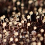 アミホコリの仲間 の高画質写真です。横浜市で、2024年10月18日に撮影したものです。