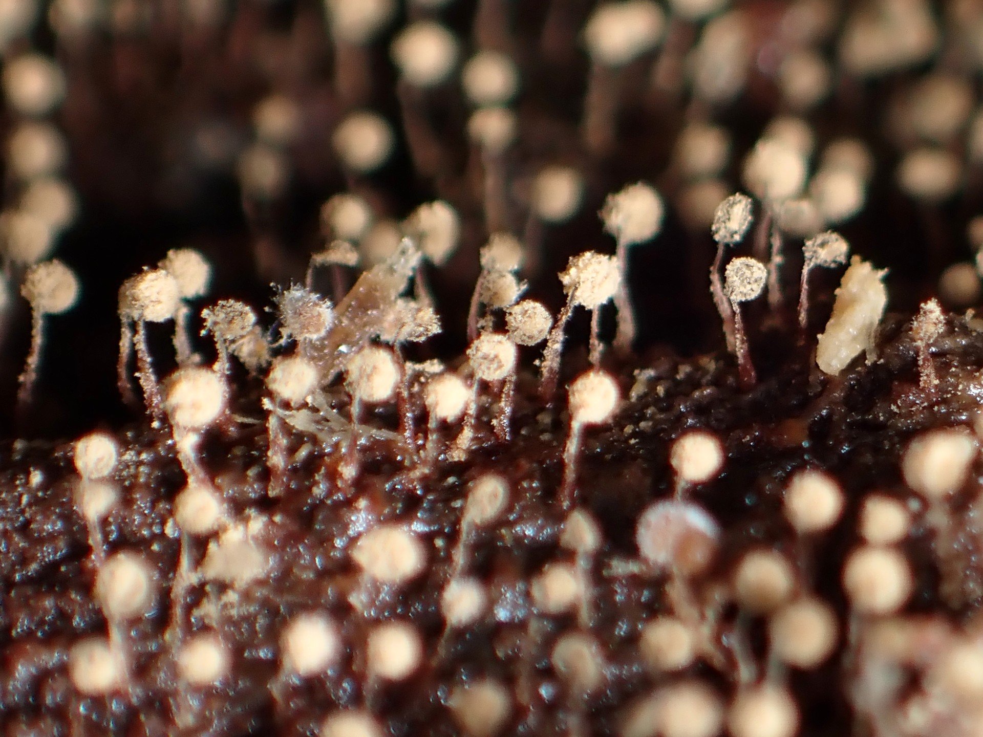 アミホコリの仲間 の高画質写真です。横浜市で、2024年10月18日に撮影したものです。