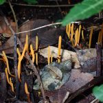 アリノタイマツ の高画質写真です。横浜市で、2024年10月7日に撮影したものです。