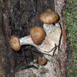 ブナシメジの仲間 の高画質写真です。横浜市で、2024年10月21日に撮影したものです。