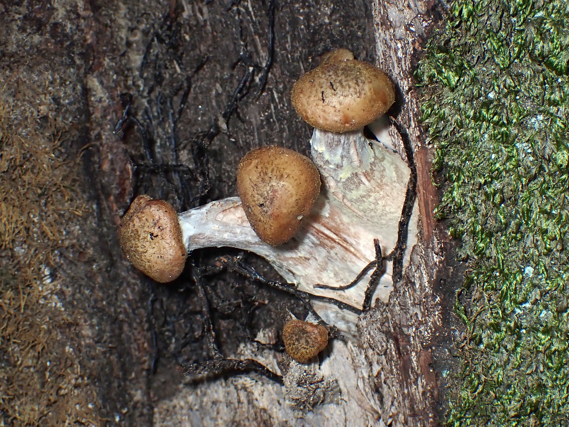 ブナシメジの仲間 の高画質写真です。横浜市で、2024年10月21日に撮影したものです。
