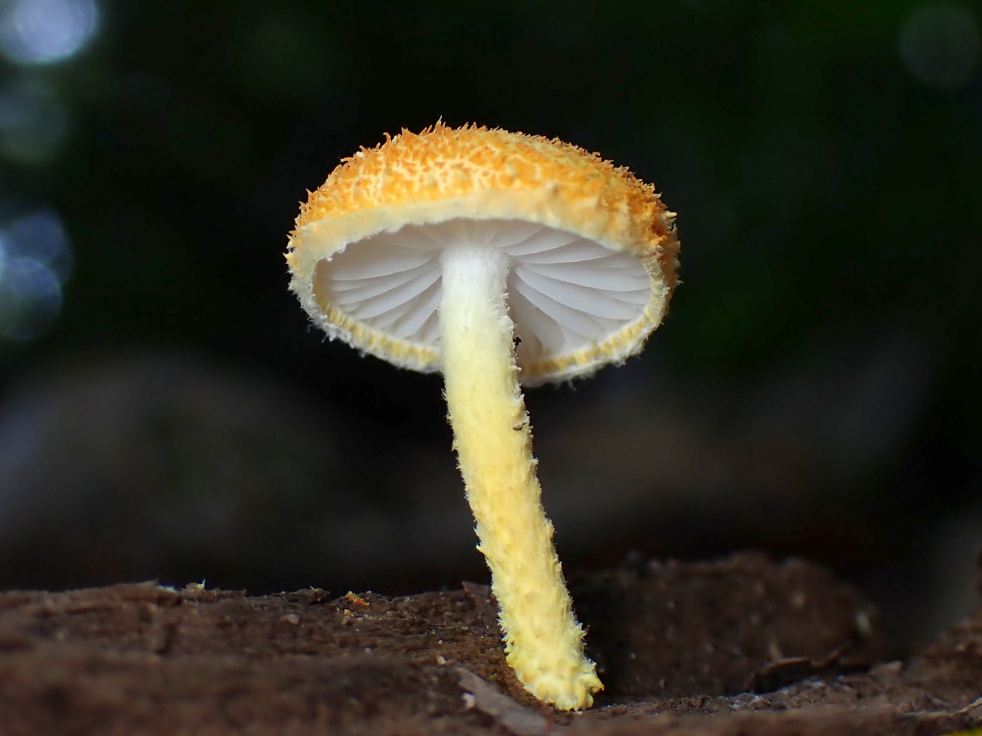 ダイダイガサ の高画質写真です。横浜市で、2024年10月2日に撮影したものです。