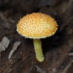 ダイダイガサ の高画質写真です。横浜市で、2024年10月2日に撮影したものです。