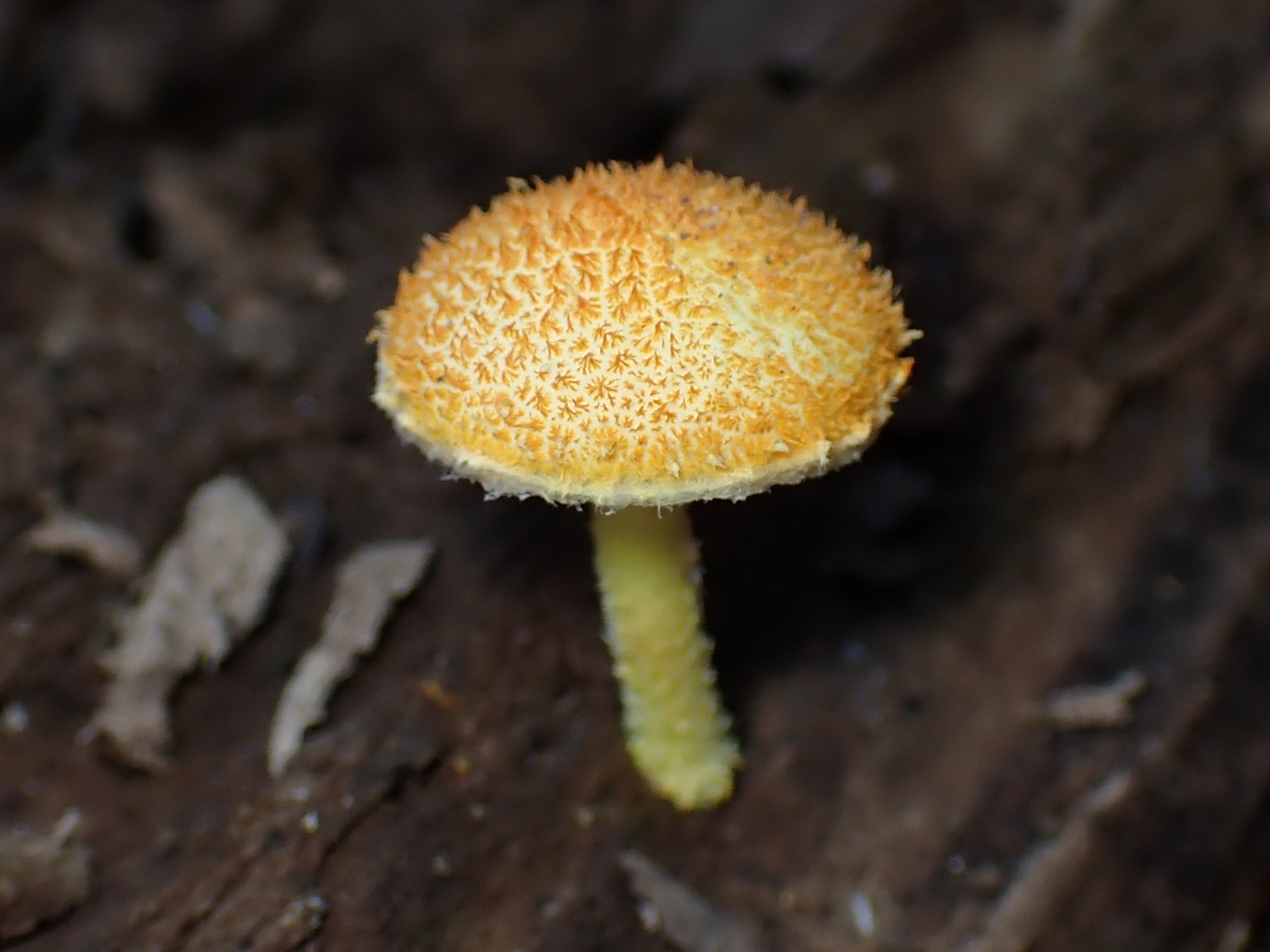 ダイダイガサ の高画質写真です。横浜市で、2024年10月2日に撮影したものです。