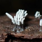 ダテコムラサキホコリ の高画質写真です。横浜市で、2024年10月2日に撮影したものです。