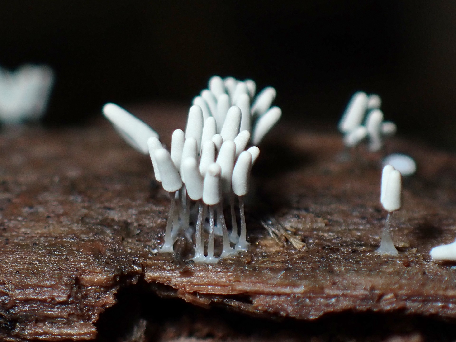 ダテコムラサキホコリ の高画質写真です。横浜市で、2024年10月2日に撮影したものです。