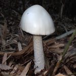 ドクツルタケの高画質写真です。横浜市で、2024年10月13日に撮影したものです。