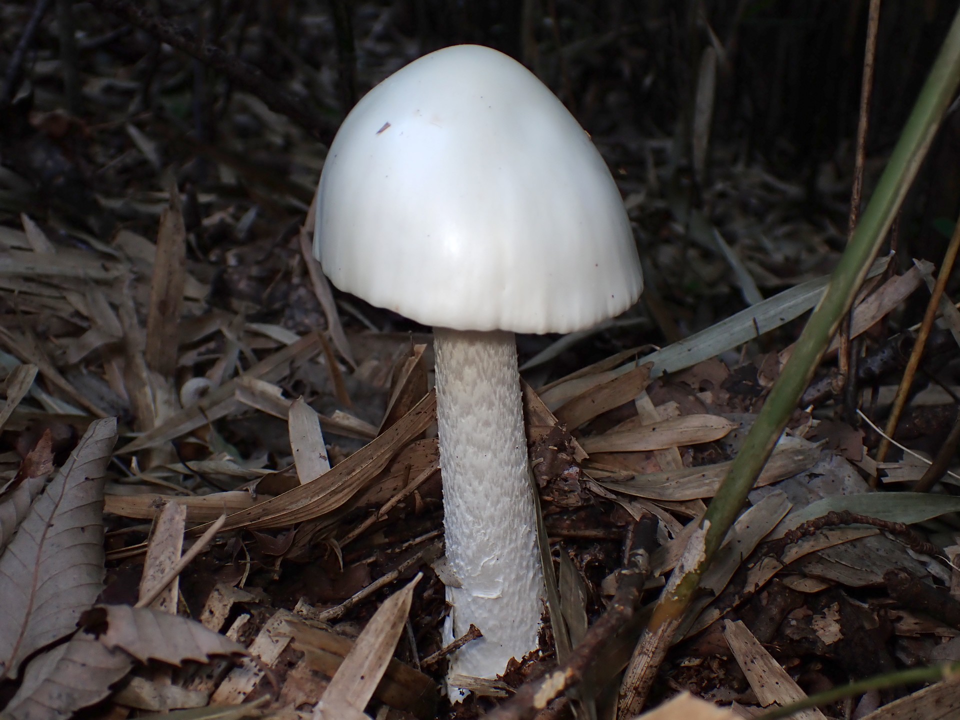 ドクツルタケの高画質写真です。横浜市で、2024年10月13日に撮影したものです。