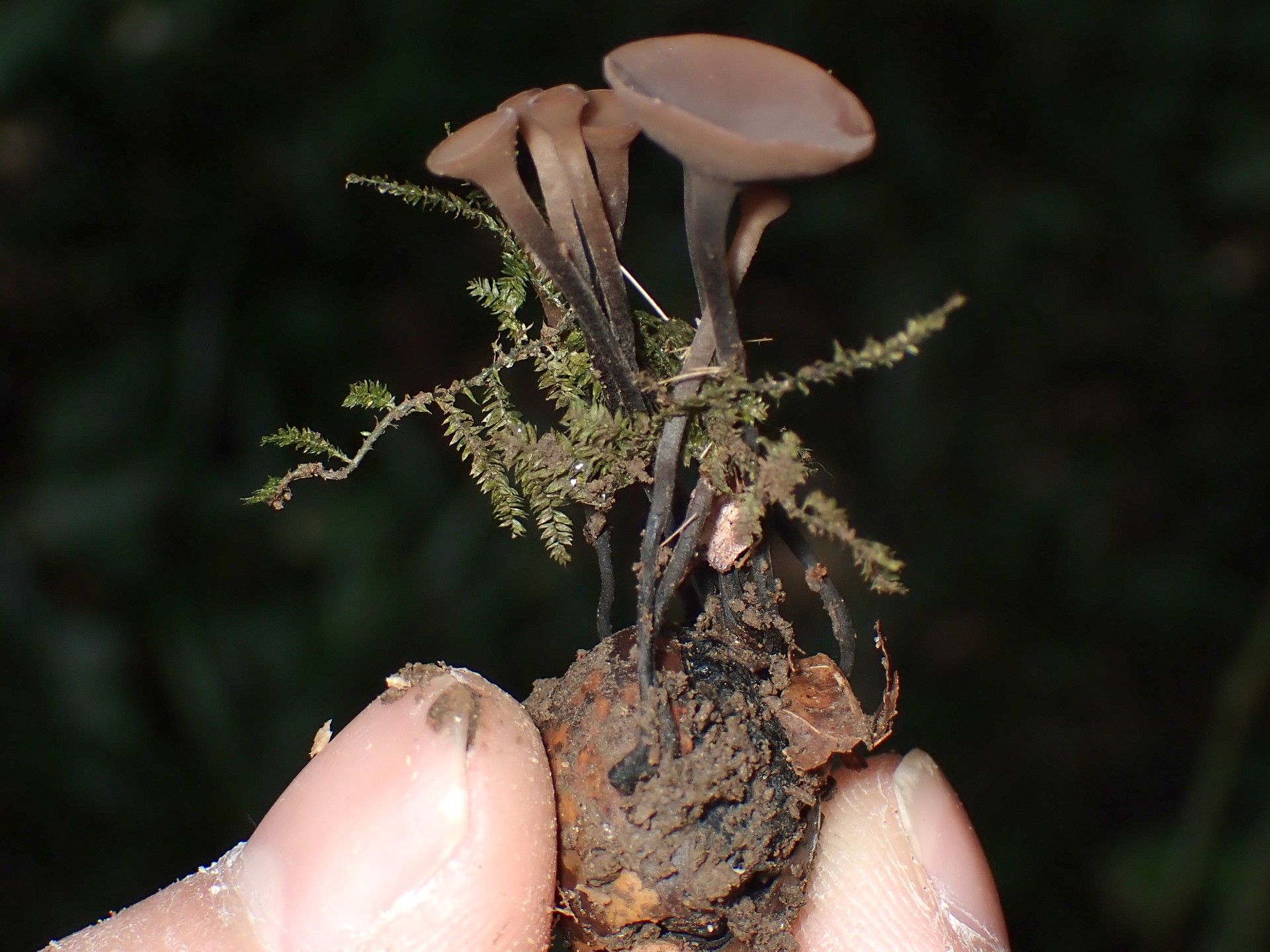 ドングリキンカクキン の高画質写真です。横浜市で、2024年10月16日に撮影したものです。