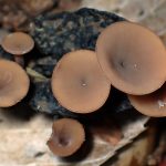 ドングリキンカクキン の高画質写真です。横浜市で、2024年10月16日に撮影したものです。