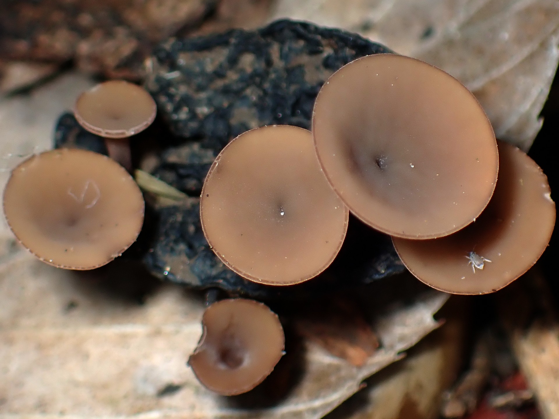 ドングリキンカクキン の高画質写真です。横浜市で、2024年10月16日に撮影したものです。