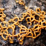 フクロホコリの仲間 の高画質写真です。横浜市で、2024年10月11日に撮影したものです。