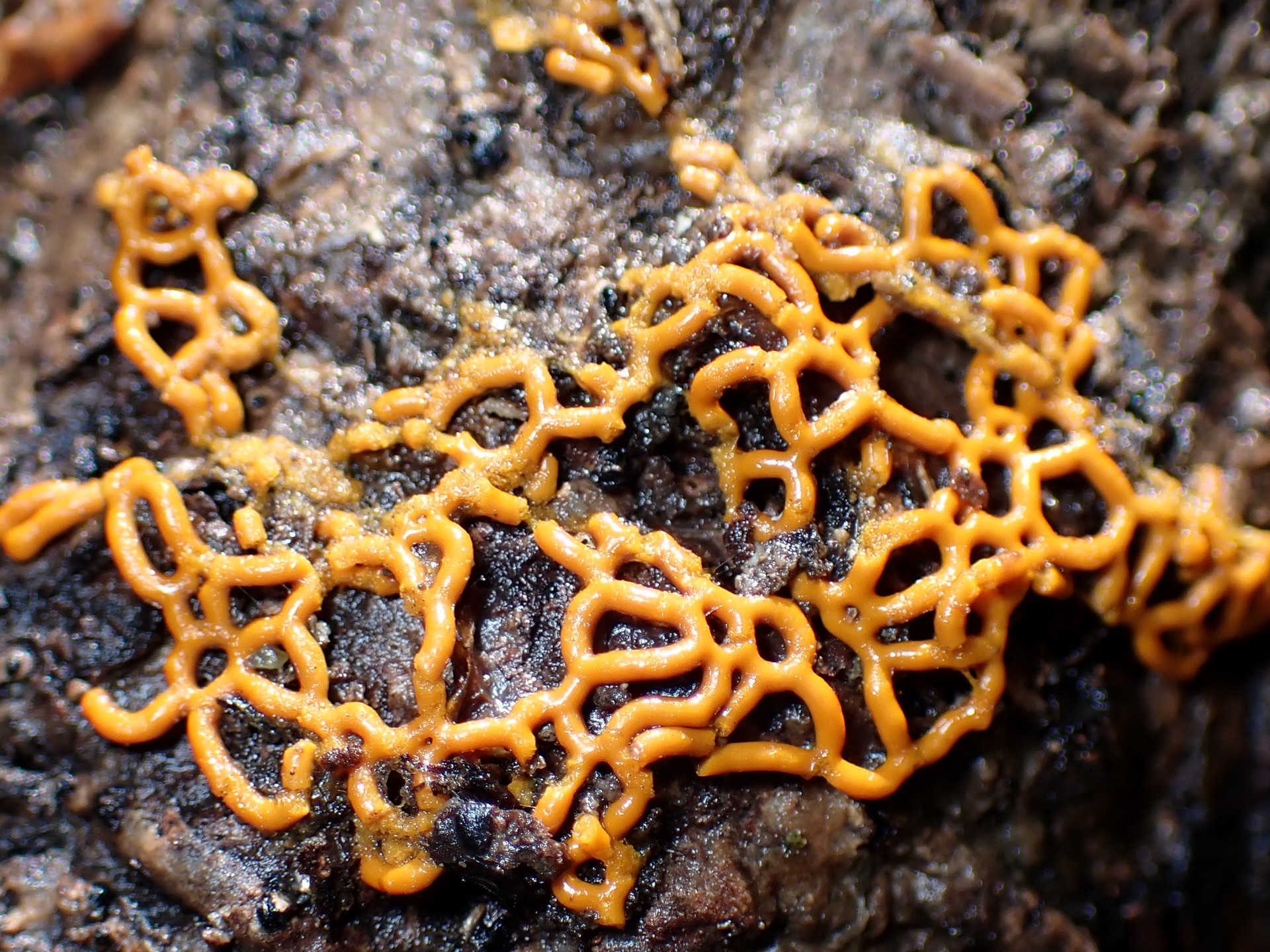 フクロホコリの仲間 の高画質写真です。横浜市で、2024年10月11日に撮影したものです。