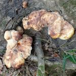 不明菌 の高画質写真です。横浜市で、2024年10月24日に撮影したものです。