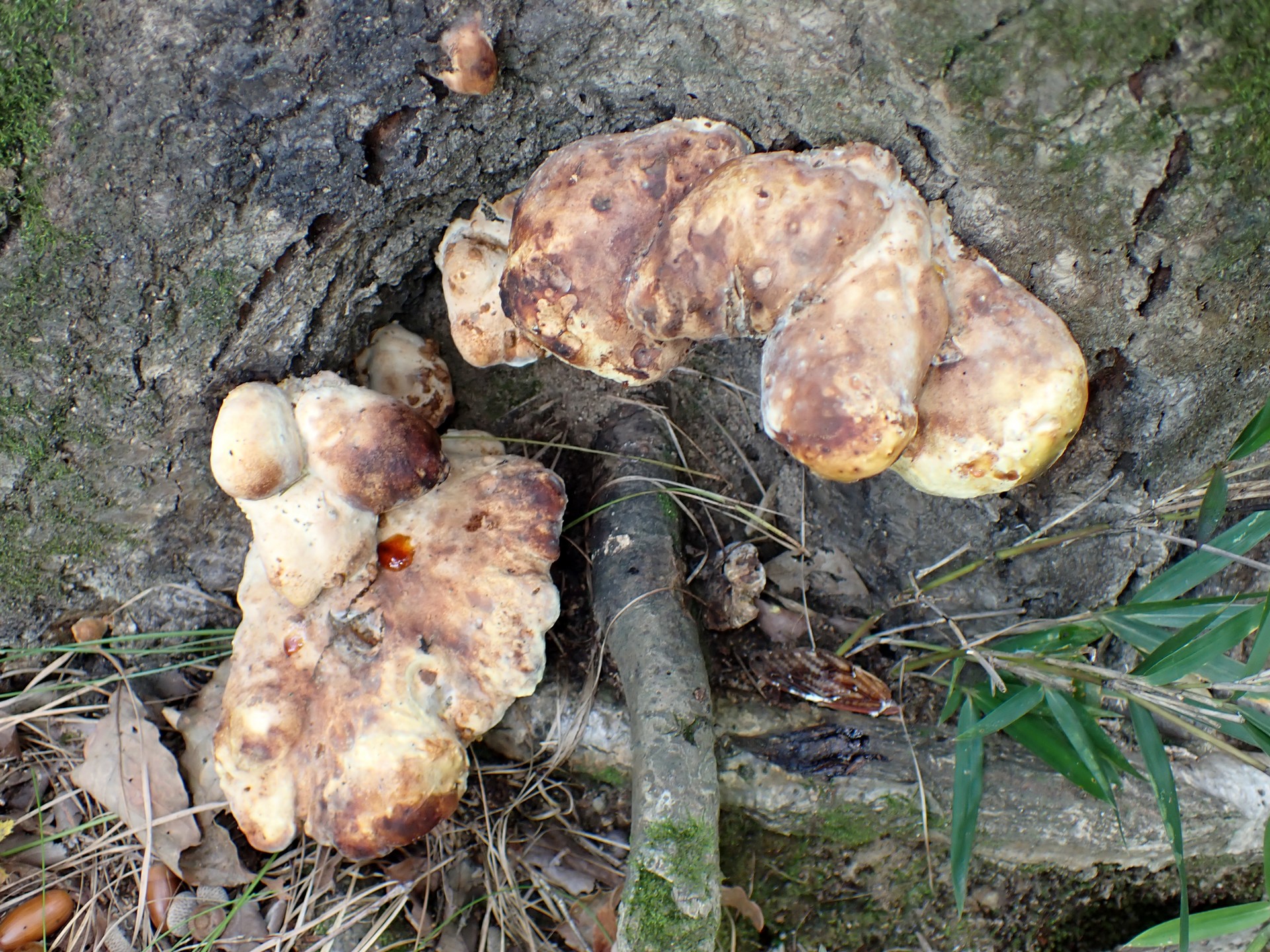 不明菌 の高画質写真です。横浜市で、2024年10月24日に撮影したものです。