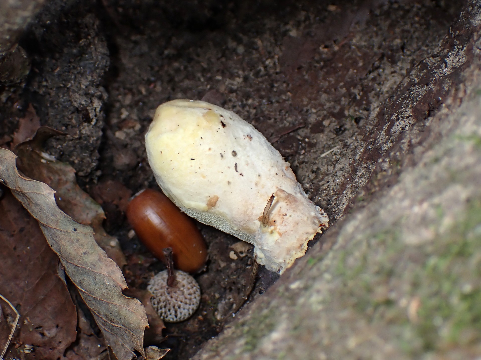 不明菌 の高画質写真です。横浜市で、2024年10月24日に撮影したものです。
