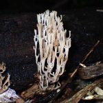 フサヒメホウキタケ の高画質写真です。横浜市で、2024年10月4日に撮影したものです。