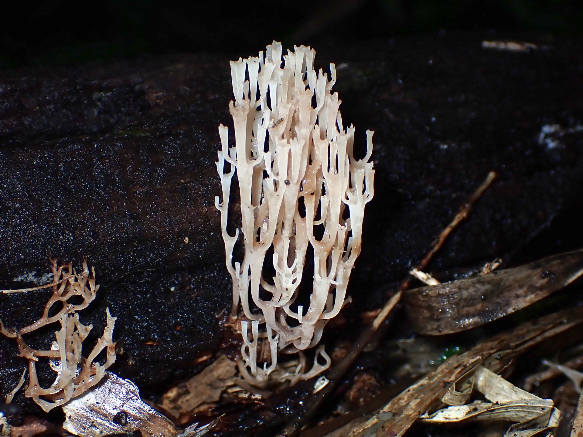 フサヒメホウキタケ の高画質写真です。横浜市で、2024年10月4日に撮影したものです。