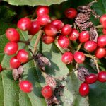 ガマズミ の高画質写真です。横浜市で、2024年10月13日に撮影したものです。