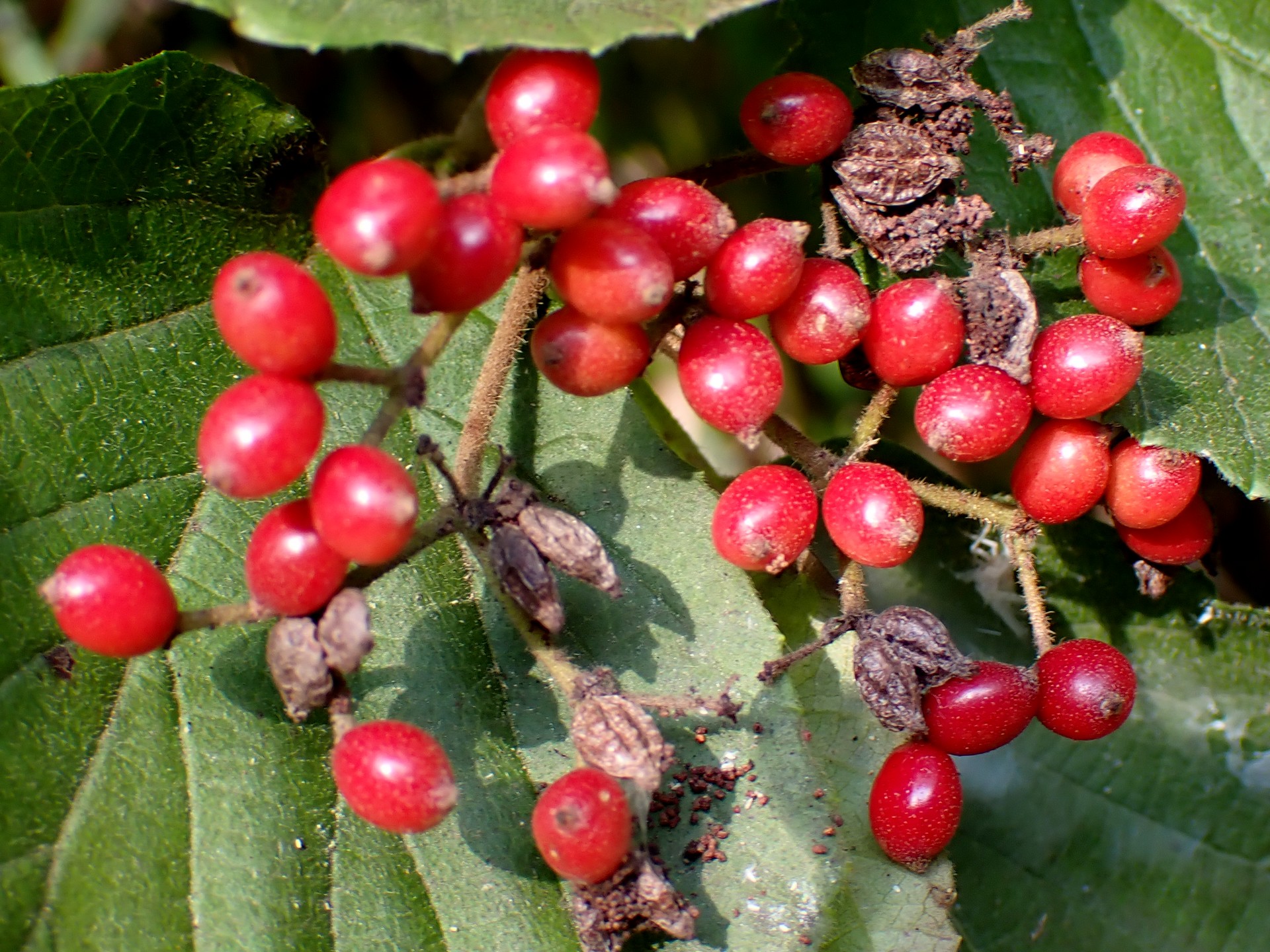 ガマズミ の高画質写真です。横浜市で、2024年10月13日に撮影したものです。