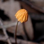 ハリガネオチバタケ の高画質写真です。横浜市で、2024年10月13日に撮影したものです。