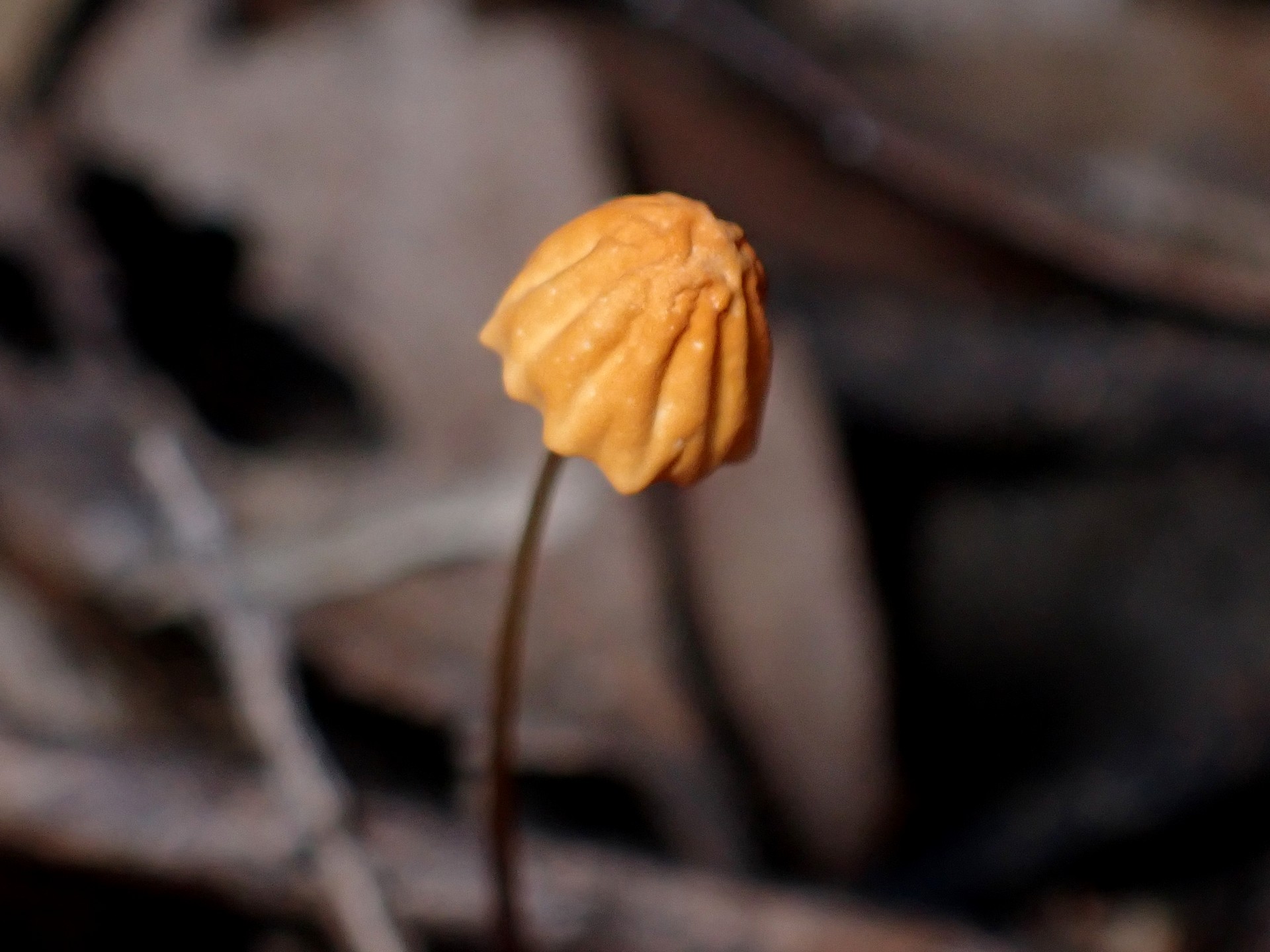 ハリガネオチバタケ の高画質写真です。横浜市で、2024年10月13日に撮影したものです。