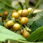 ヘクソカズラ の高画質写真です。横浜市で、2024年10月6日に撮影したものです。