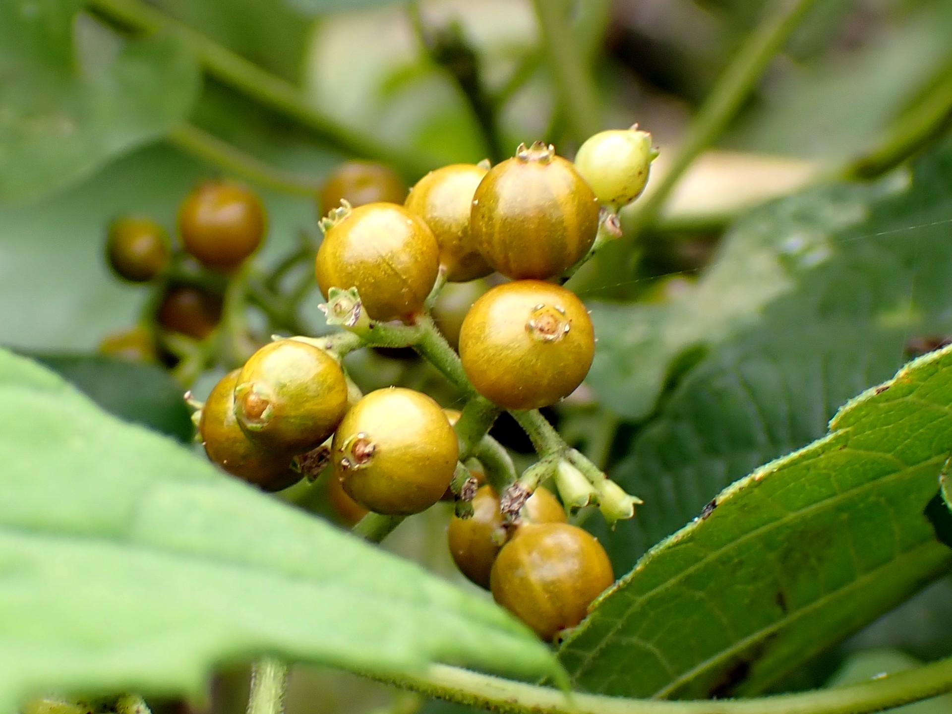 ヘクソカズラ の高画質写真です。横浜市で、2024年10月6日に撮影したものです。