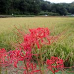 ヒガンバナ の高画質写真です。横浜市で、2024年9月30日に撮影したものです。