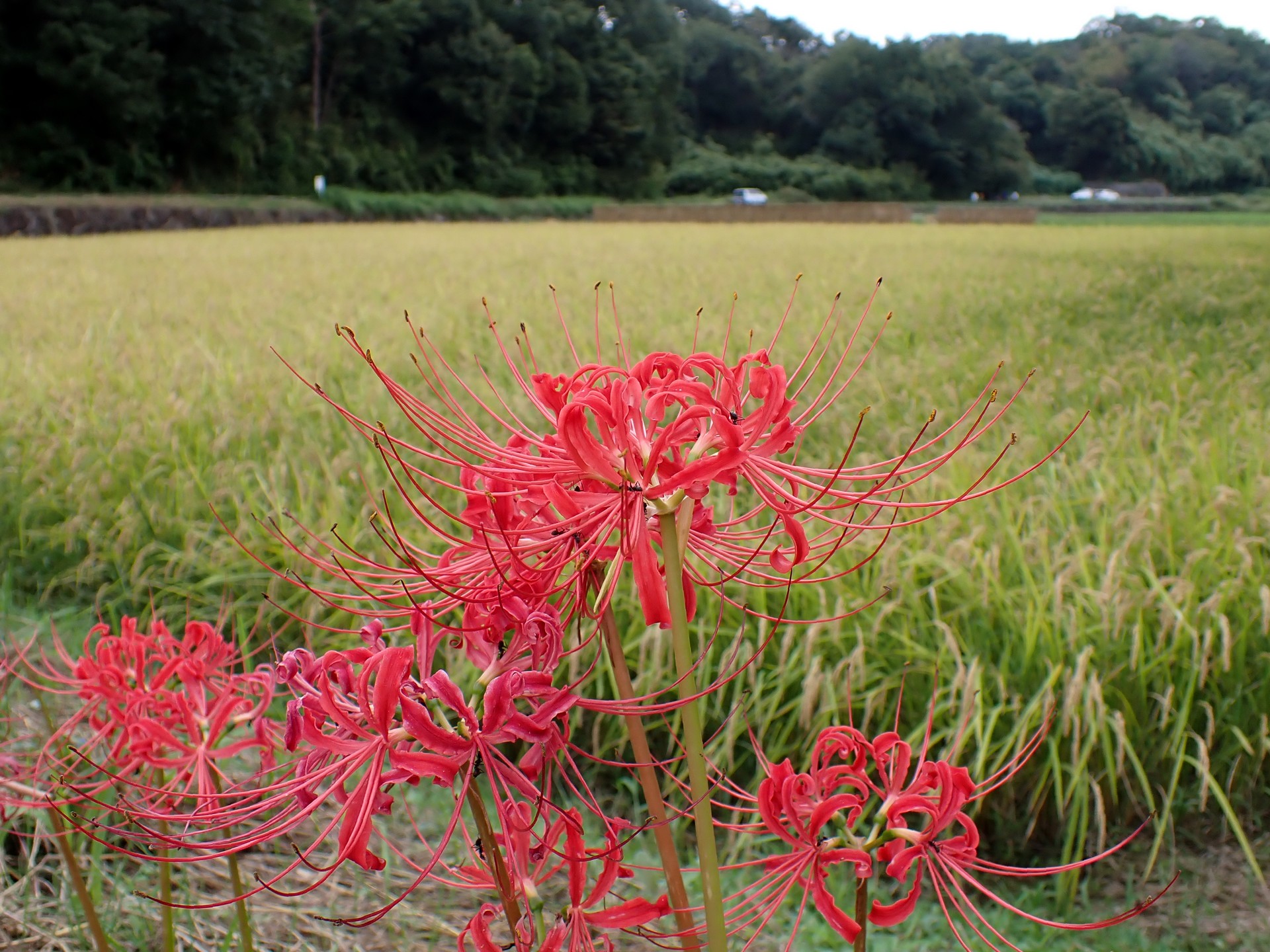 ヒガンバナ の高画質写真です。横浜市で、2024年9月30日に撮影したものです。