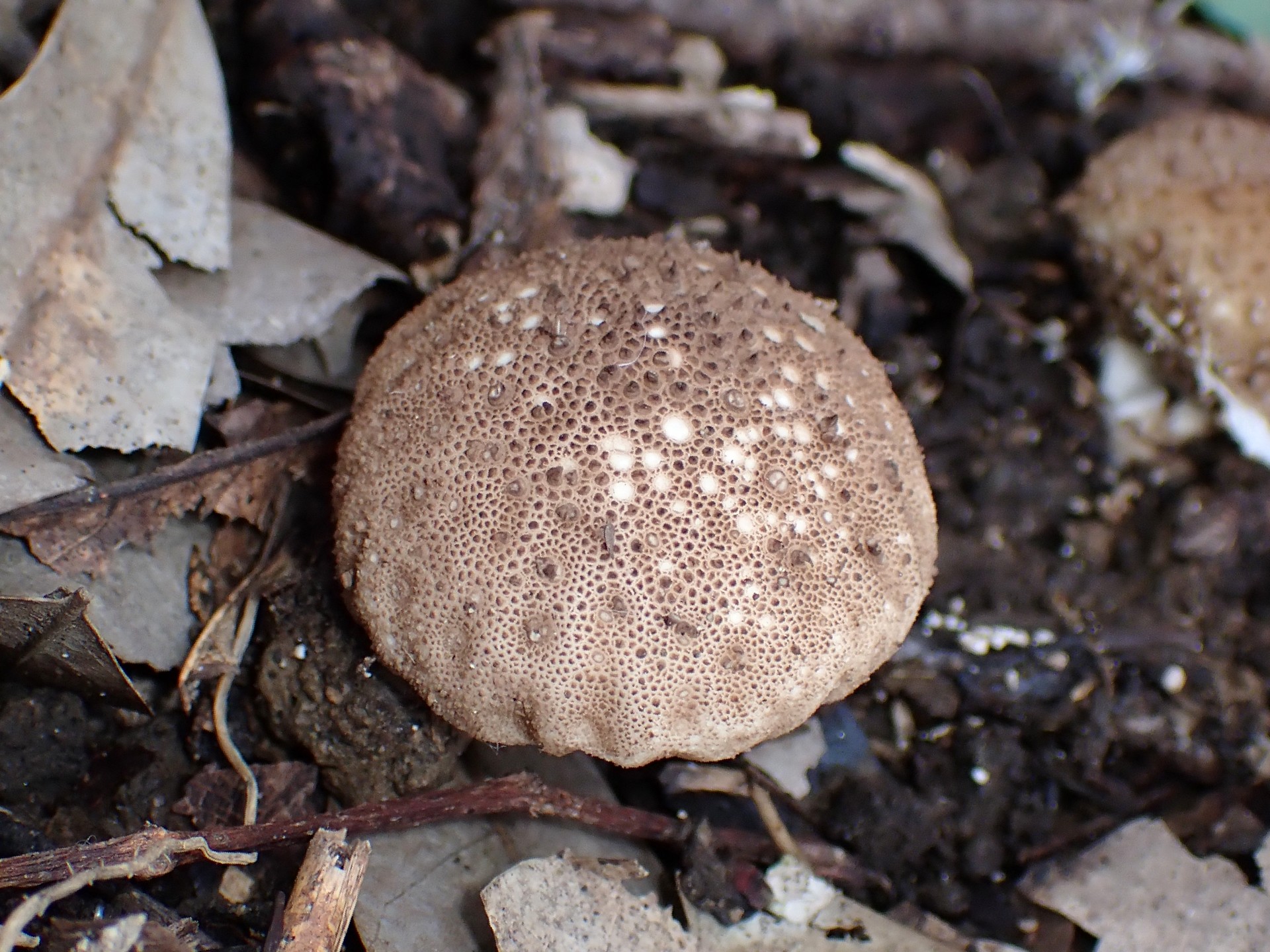 ホコリタケ の高画質写真です。横浜市で、2024年10月31日に撮影したものです。