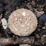 ホコリタケ の高画質写真です。横浜市で、2024年10月31日に撮影したものです。