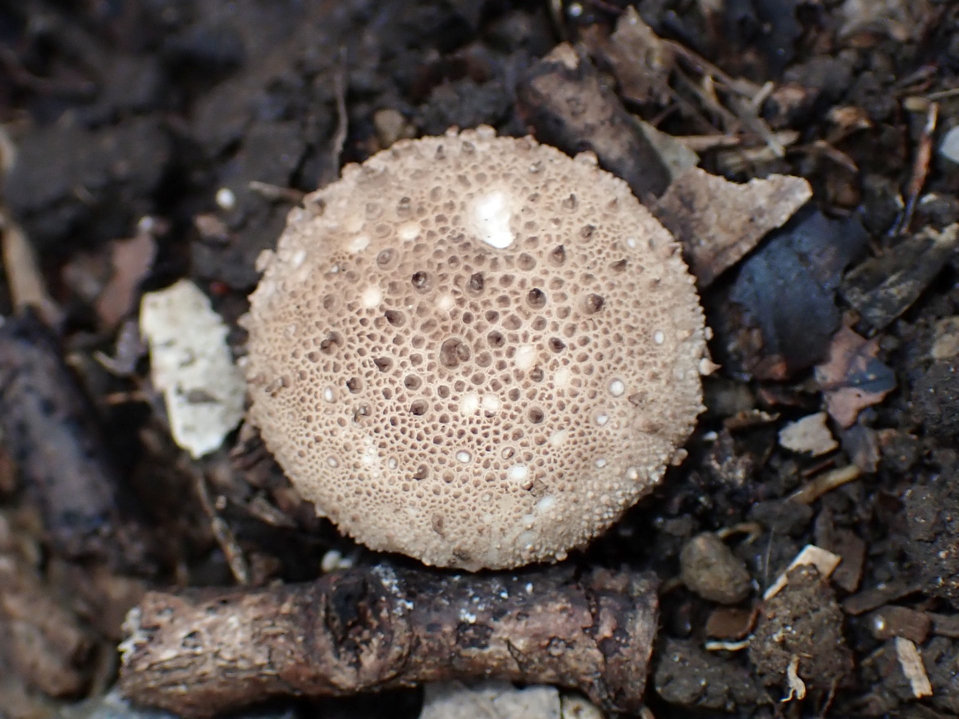 ホコリタケ の高画質写真です。横浜市で、2024年10月31日に撮影したものです。