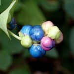 イシミカワ の高画質写真です。横浜市で、2024年10月25日に撮影したものです。