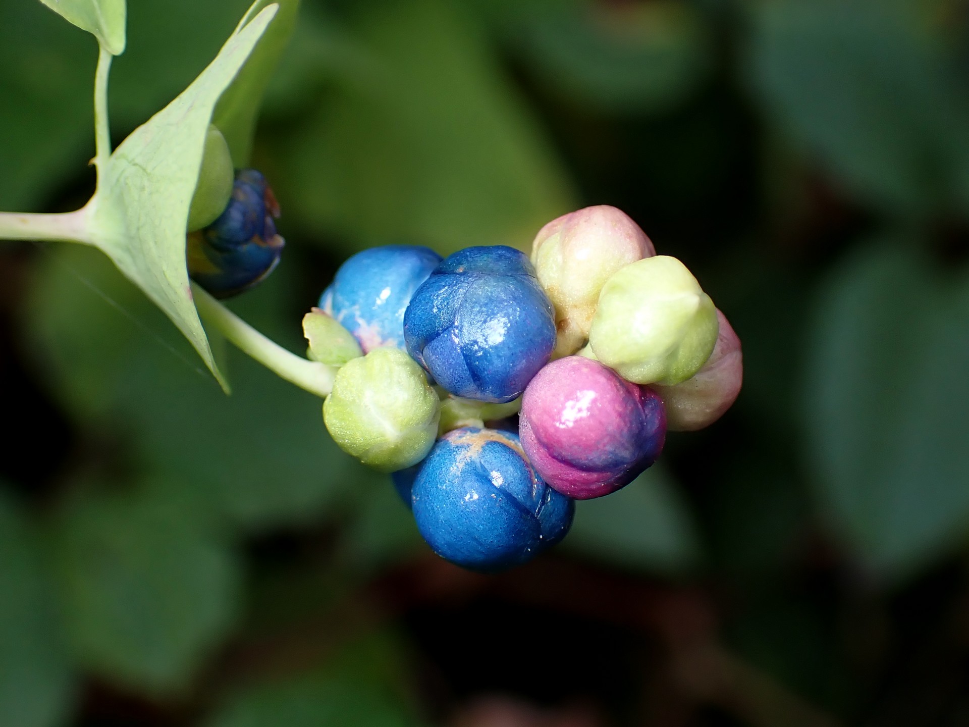 イシミカワ の高画質写真です。横浜市で、2024年10月25日に撮影したものです。